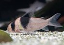 cory bicolor CW049 - Brazil — 5